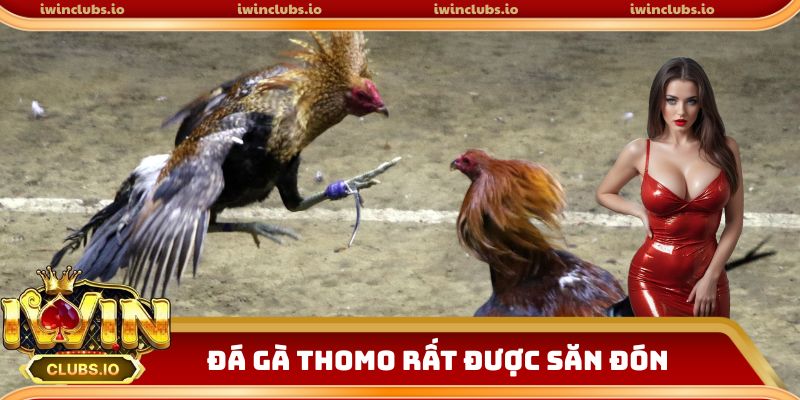 Đá gà Thomo trực tiếp được săn đón tại iwinclub