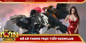 Đá gà Thomo trực tiếp