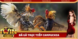 Đá gà trực tiếp Campuchia