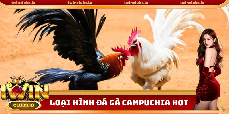 Các loại hình đá gà Campuchia gây bão thị trường