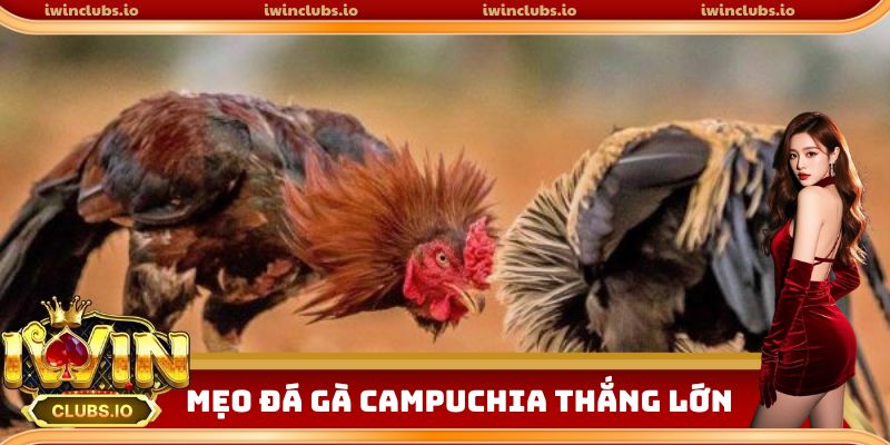 Trang bị mẹo đá gà trực tiếp Campuchia thắng lớn
