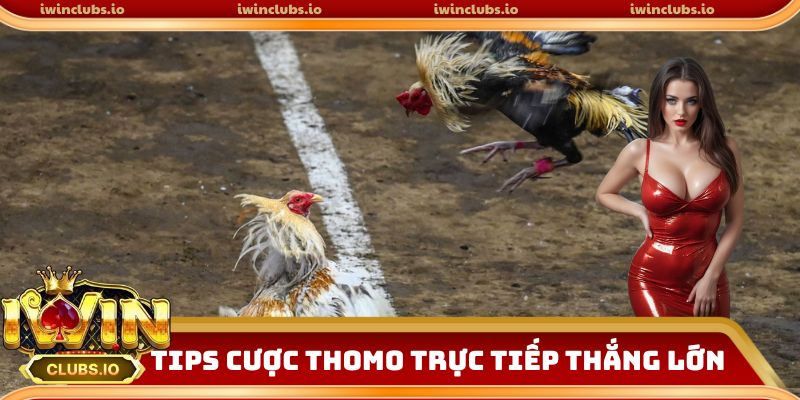Tips cược đá gà Thomo trực tiếp thắng lớn